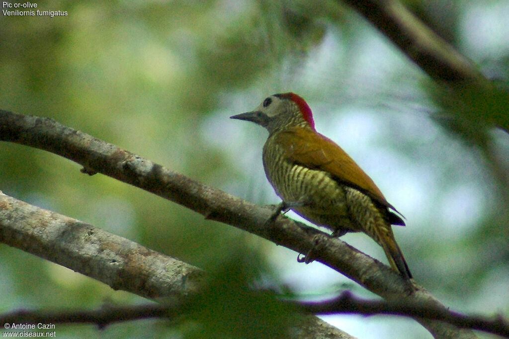 Golden-olive Woodpecker