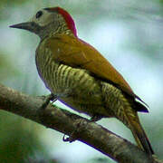 Golden-olive Woodpecker