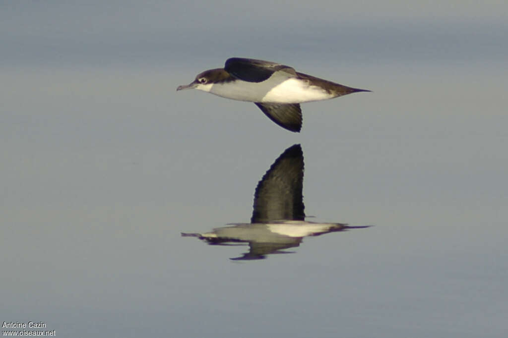 Audubon's Shearwater, identification