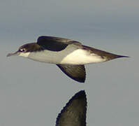 Audubon's Shearwater