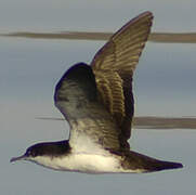 Audubon's Shearwater