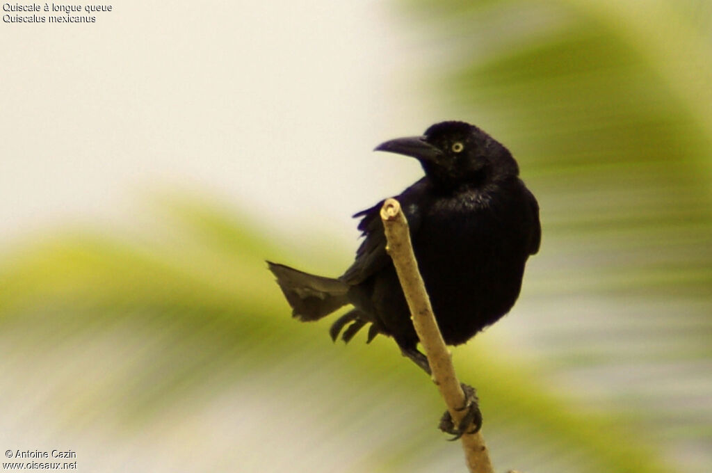 Great-tailed Grackle