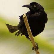 Great-tailed Grackle