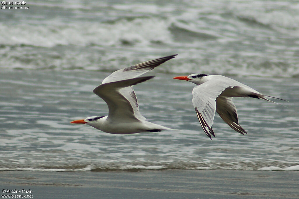 Royal Tern