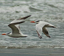 Royal Tern