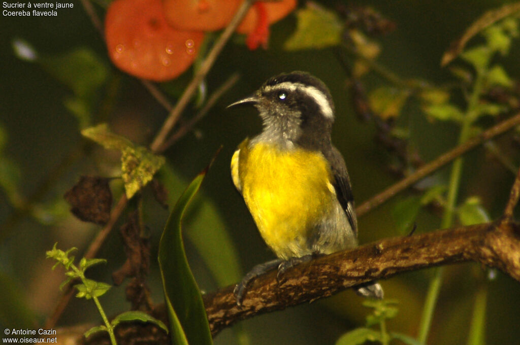 Bananaquit