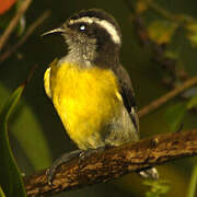 Bananaquit