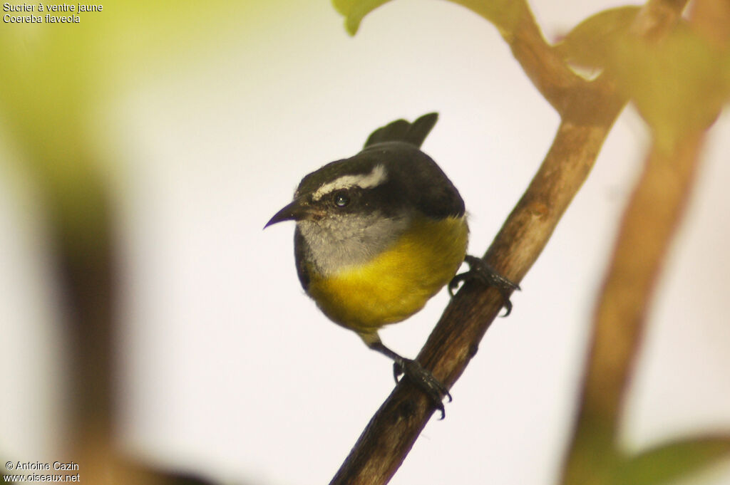 Bananaquit