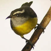 Bananaquit