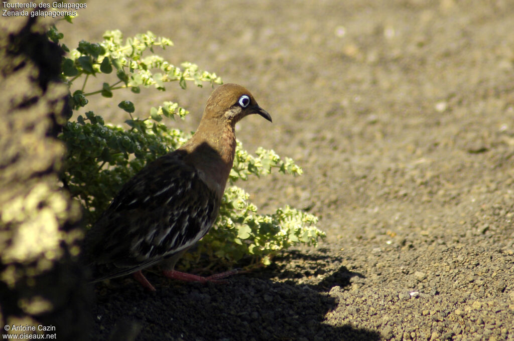 Tourterelle des Galapagos