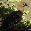 Tourterelle des Galapagos