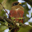 Trogon masqué