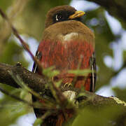 Masked Trogon