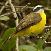 White-ringed Flycatcher