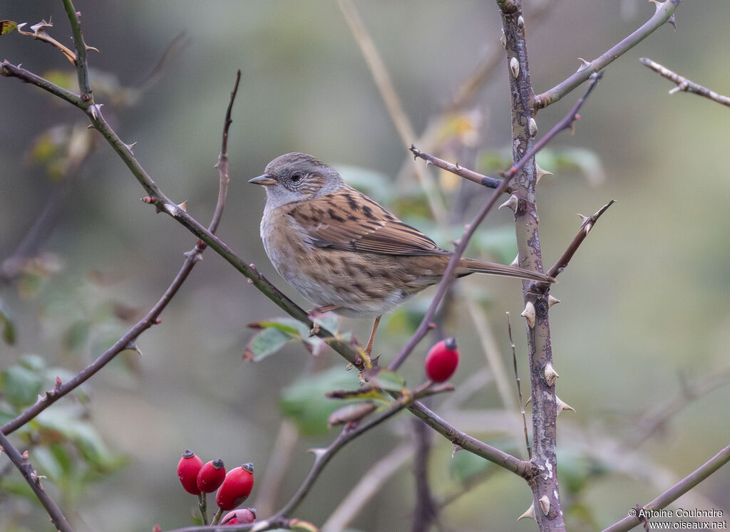 Dunnockadult post breeding