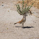 Agrobate du Kalahari