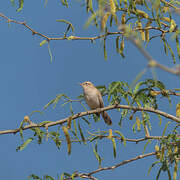 Rufous-tailed Scrub Robin