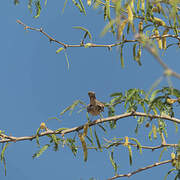 Rufous-tailed Scrub Robin