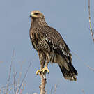 Aigle criard