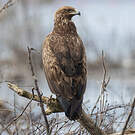 Aigle criard
