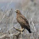 Aigle criard