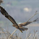 Aigle criard
