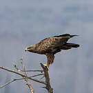 Aigle criard