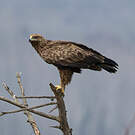 Aigle criard