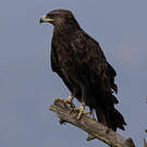 Aigle criard