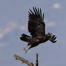 Aigle criard