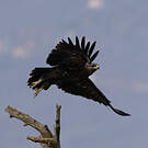 Aigle criard