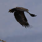Aigle criard