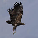 Aigle criard