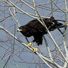 Aigle criard