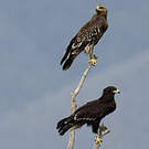 Aigle criard