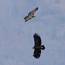 Aigle criard