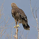 Aigle criard