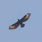 Verreaux's Eagle