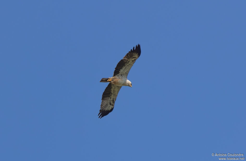 Aigle de Wahlberg