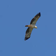 Wahlberg's Eagle