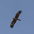 Aigle de Wahlberg