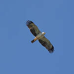 Aigle de Wahlberg