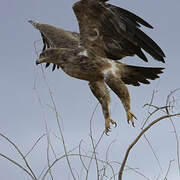Aigle des steppes
