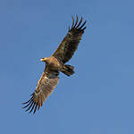 Aigle des steppes