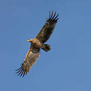 Aigle des steppes