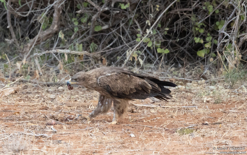 Aigle des steppesadulte, mange