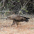 Aigle des steppes
