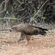 Steppe Eagle