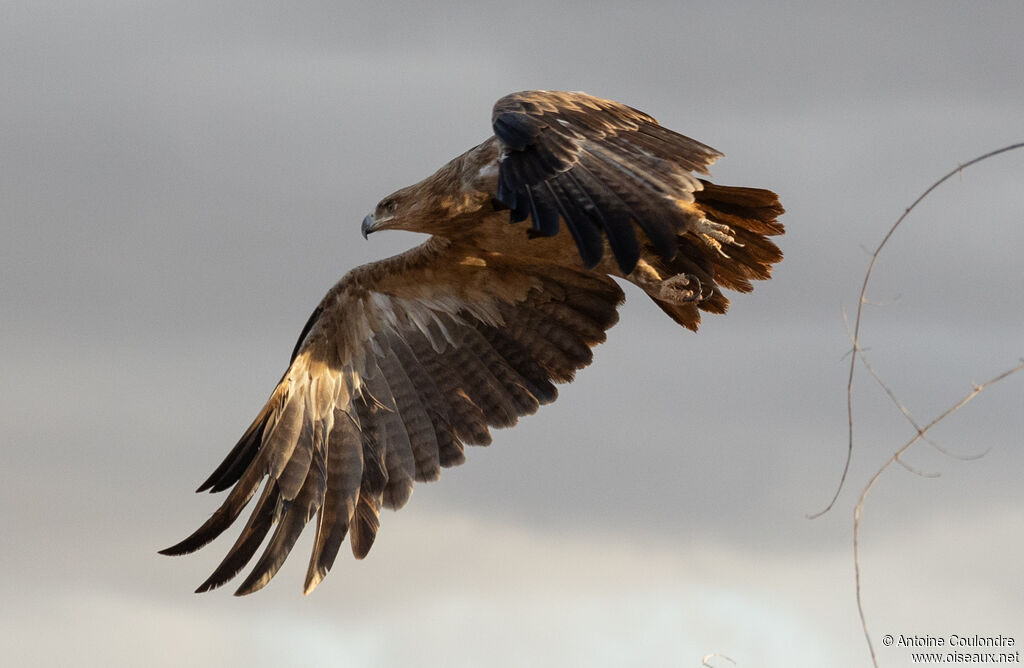 Aigle des steppes