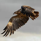 Aigle des steppes